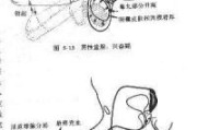 包含睡觉时自动射精什么原因的词条