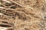 金银花种植技术及亩收益,金银花种植技术详细资料