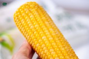 玉米减肥晚上可以吃吗玉米减肥