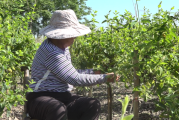 金银花怎么采摘金银花怎么采摘和保存视频