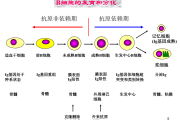 细胞分化会改变遗传信息吗,细胞分化