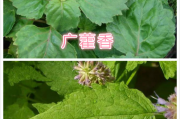 广藿香的功效与作用广藿香的功效与作用与主治