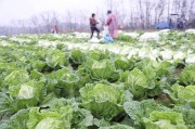 养胃水果第一名熬菜养胃的水果汤食谱大全