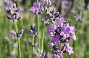 菊内留香txt金银花露小说,金银花露小说菊内留香网盘 菊内留香txt金银花露小说,金银花露小说菊内留香网盘