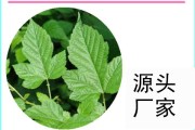 山楂加一物两天瘦8斤山楂叶减肥