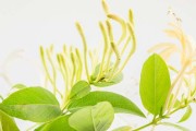 金银花的花朵是为了什么原因而变色,金银花的花朵为什么会变色作用