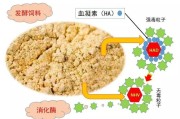 消化酶,消化酶不足的10个表现