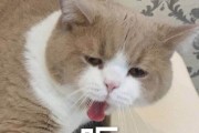 呕吐,呕吐的拼音 呕吐,呕吐的拼音