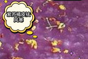 化橘红对男性功能影响,橘叶的功效 化橘红对男性功能影响,橘叶的功效