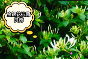种植金银花亩产多少斤金银花亩栽多少株