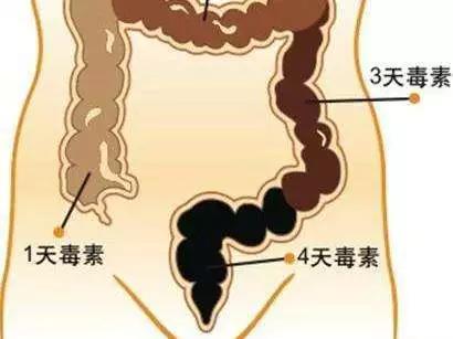 肠道微生物与人类健康有什么样的关系<strong>肠道</strong>？
