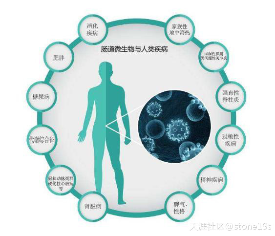 人体自身免疫系统与肠道菌群畅森态存在着互相影响的关系