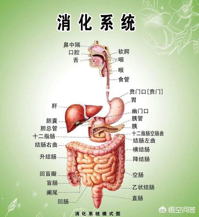 如何判断肠道是否健康<strong>肠道</strong>？