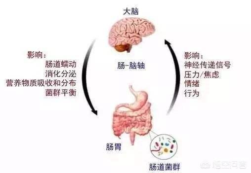 为什么说“肠道健康会影响人的情绪”<strong>肠道</strong>？