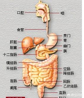 什么是结肠<strong>肠道</strong>？