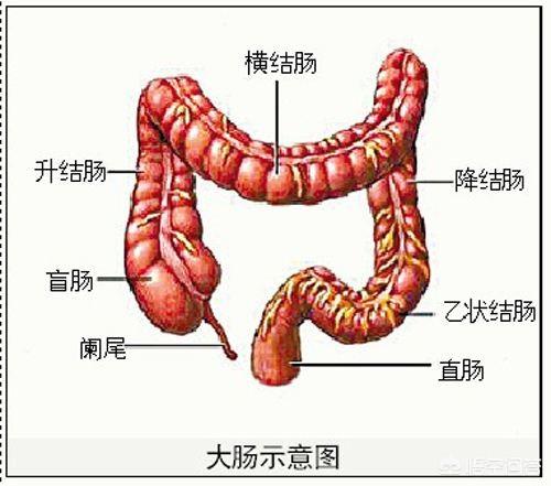 什么是结肠<strong>肠道</strong>？