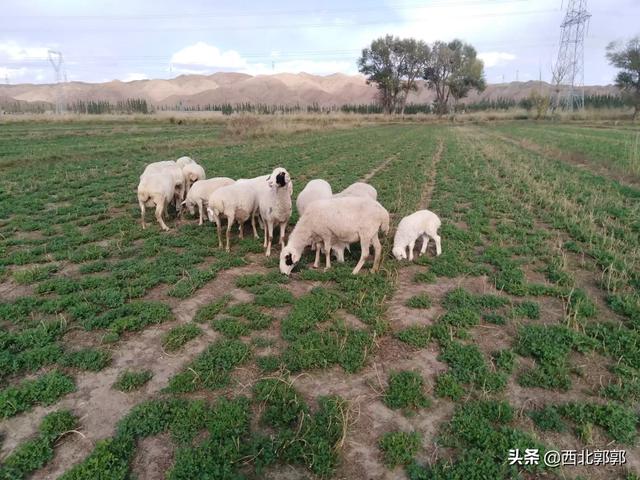 羊吃哪些饲料健胃最好<strong>健胃</strong>？该注意些什么？