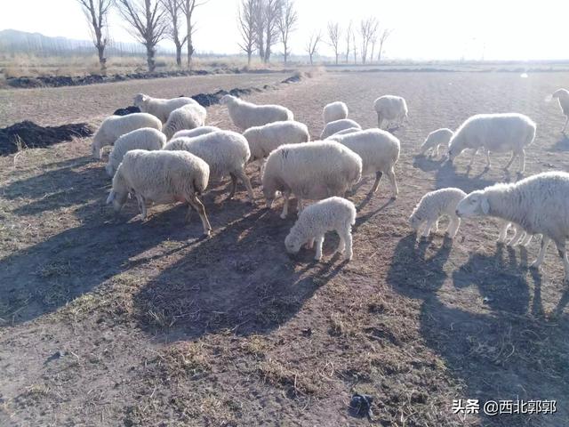 羊吃哪些饲料健胃最好<strong>健胃</strong>？该注意些什么？