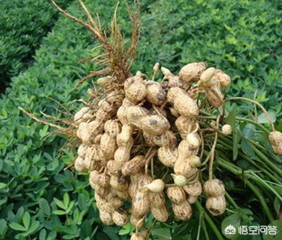 吃花生可以健胃吗<strong>健胃</strong>？