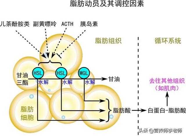跑步能减肥吗<strong>跑步减肥</strong>，多大的强度效果好？