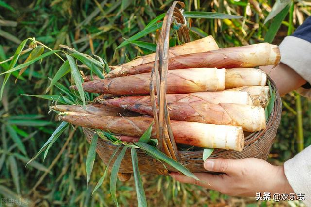减肥吃什么好<strong>减肥食物</strong>？