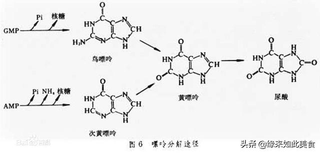 低嘌呤减肥食物有哪些<strong>减肥食物</strong>，日常怎么吃？