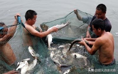 养殖鱼虾<strong>肠胃炎</strong>，遇到鱼虾肠炎怎么办？有好的治疗方法和技巧吗？