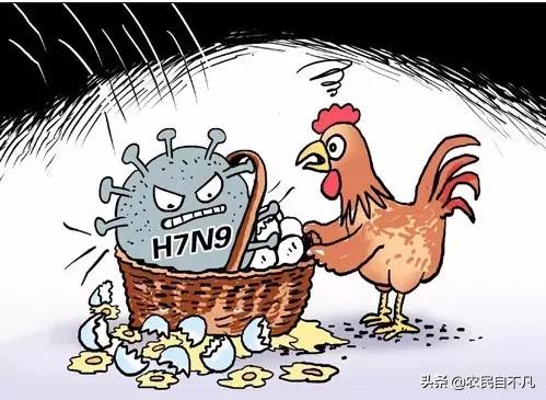 鸡雏16日龄<strong>肠炎</strong>，患有轻微肠炎要治疗吗？