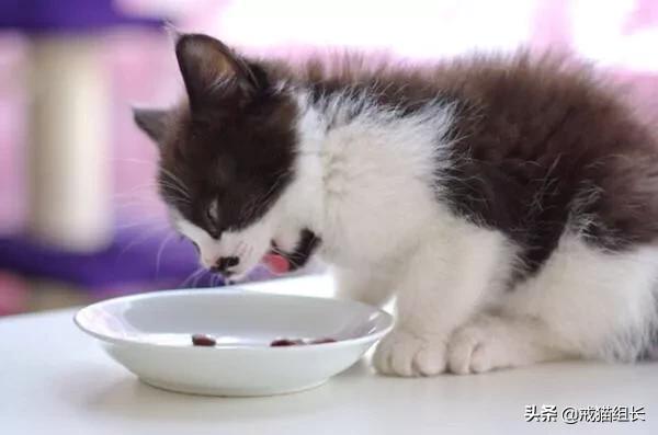 猫咪肠胃不好怎么调理<strong>肠道</strong>？