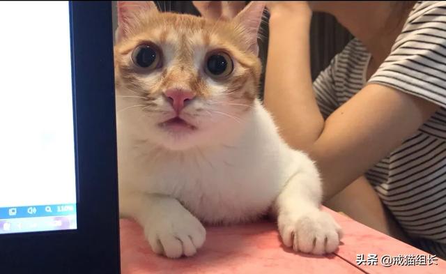 猫咪肠胃不好怎么调理<strong>肠道</strong>？