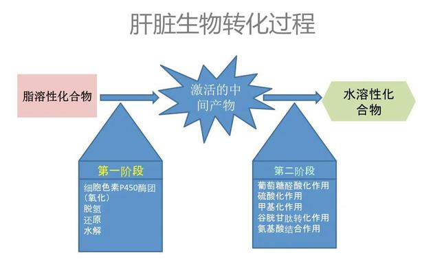肝的保健,肝的保健品