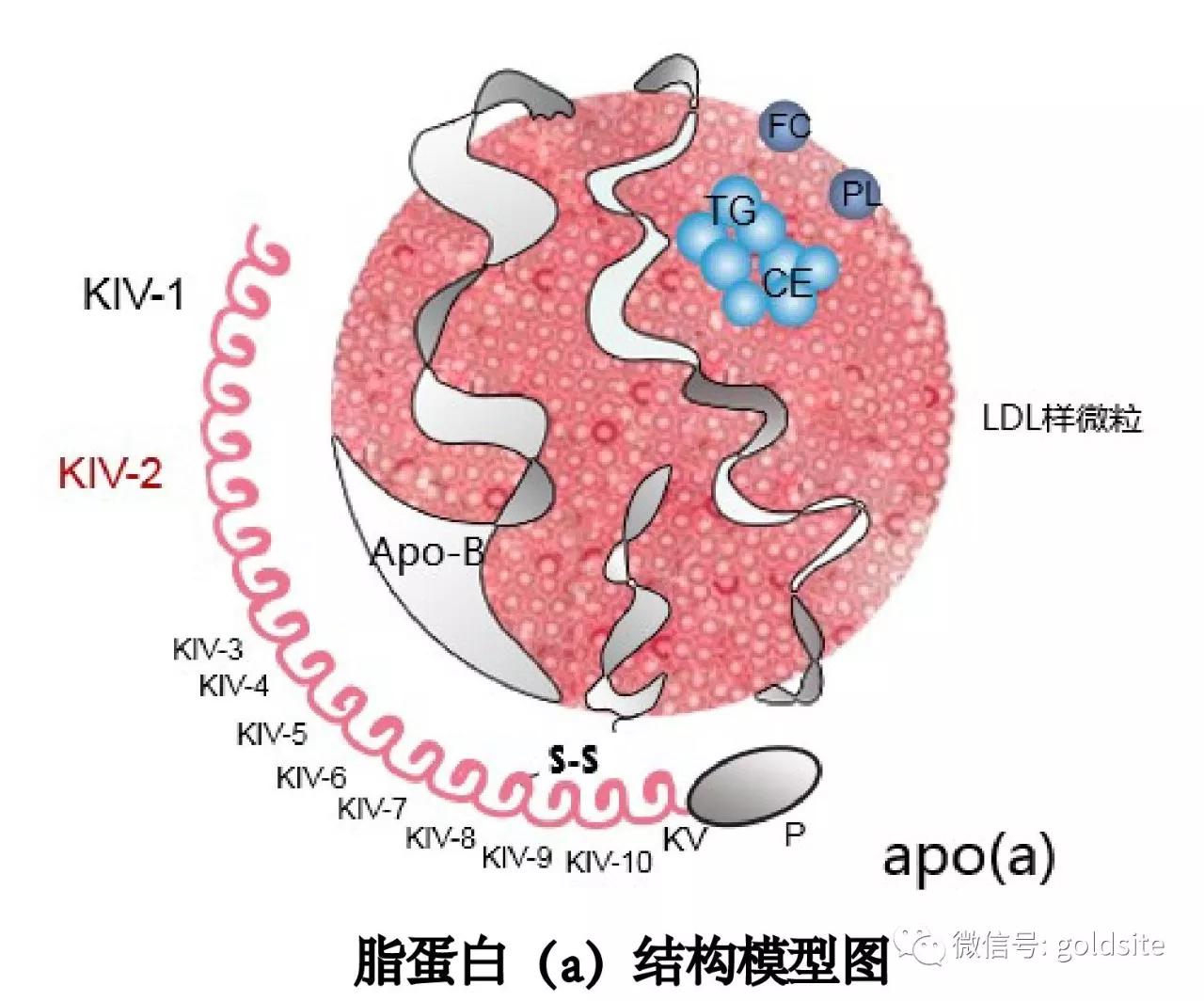 载脂蛋白b偏高一点点正常吗载脂蛋白b偏高