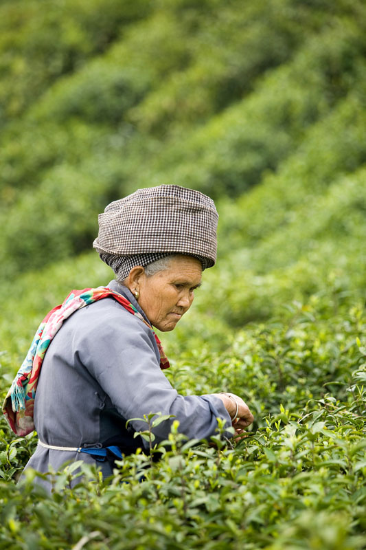 茶是故乡浓粤语,茶是故乡浓粤语版免费观看