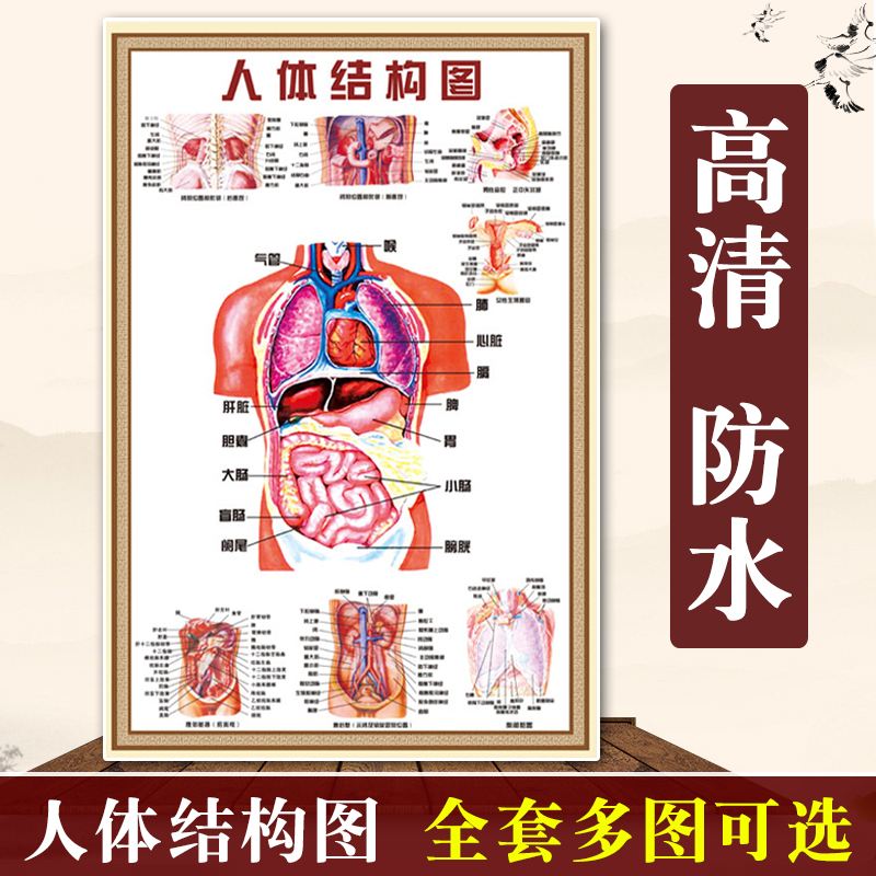 器官图内脏位置图器官图