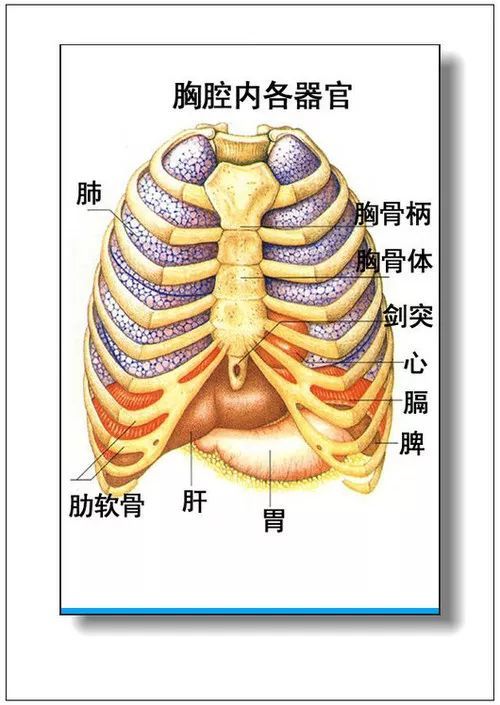 内脏器官图片,内脏器官图