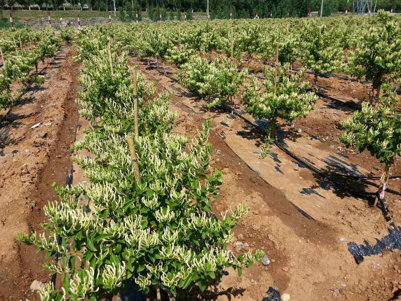 金银花每亩栽多少株金银花每亩栽多少株种植