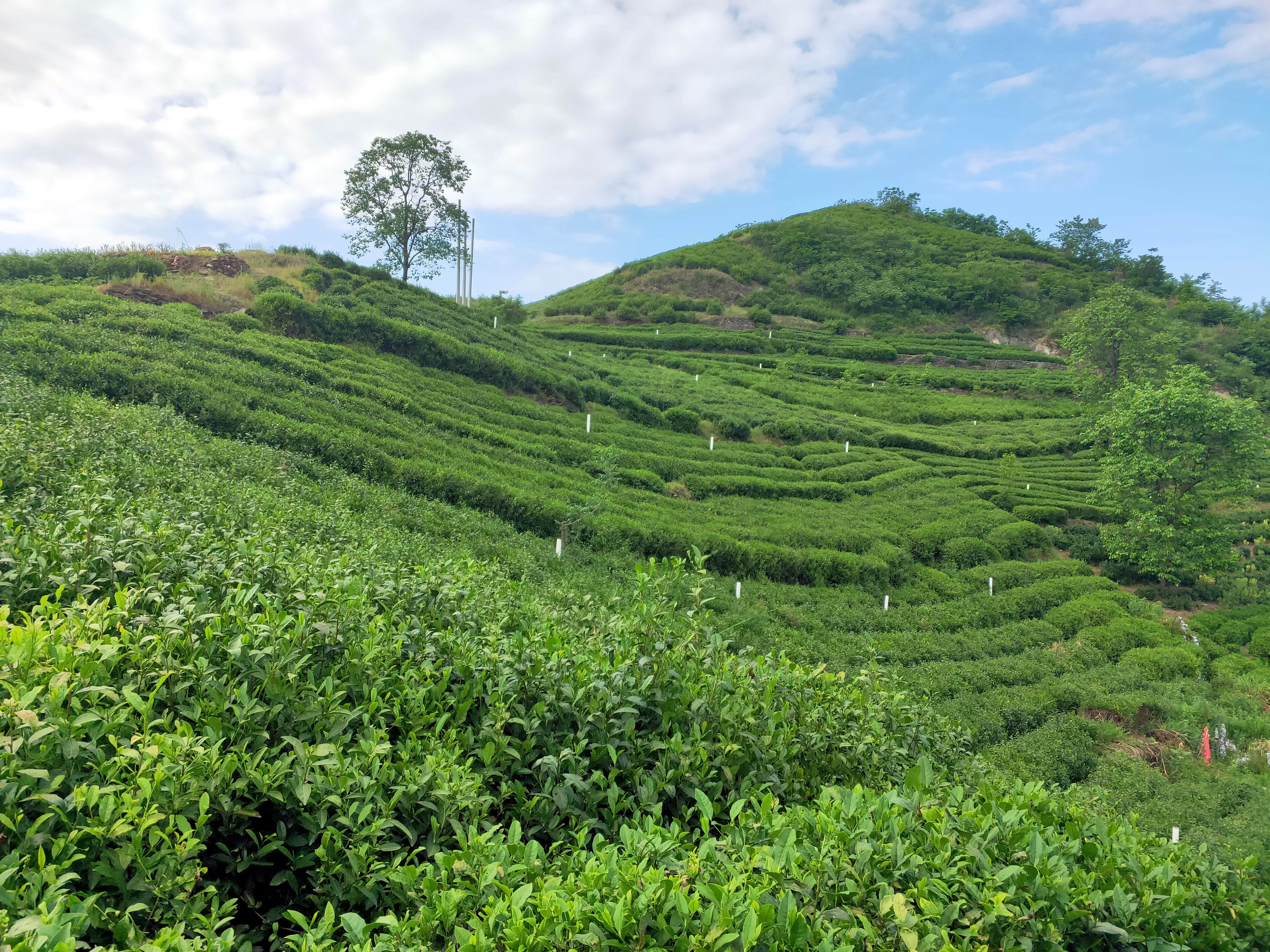 茶村,茶树菇的家常做法