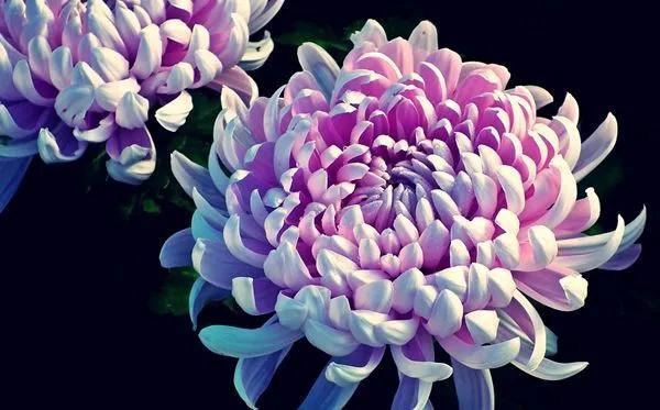 绿色菊花代表什么象征意义,菊花代表什么象征意义