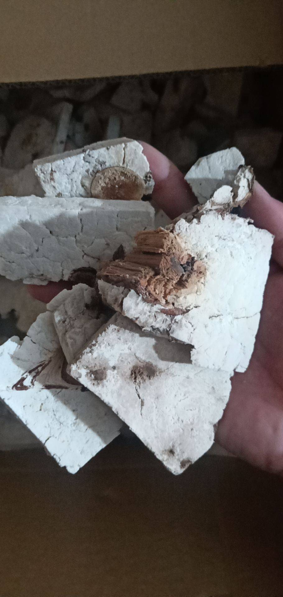 茯苓茯神,茯苓茯神的功效与作用及禁忌