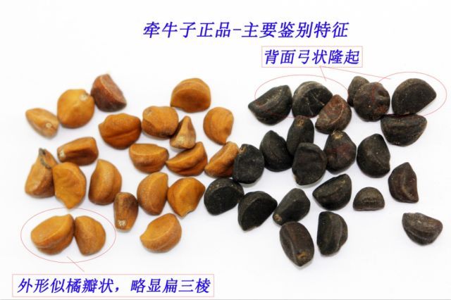 牵牛子又叫什么名牵牛子