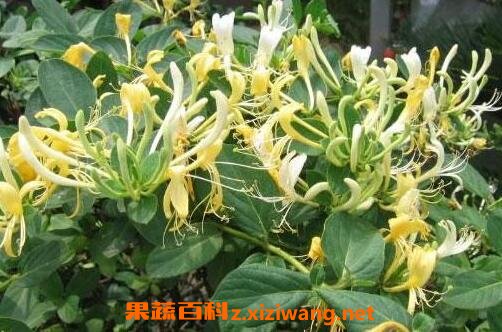 金银花有什么作用和功效都能治疗哪些毛病,金银花有什么作用