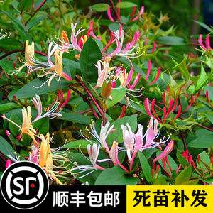 红金银花图片红金银花有药用价值吗
