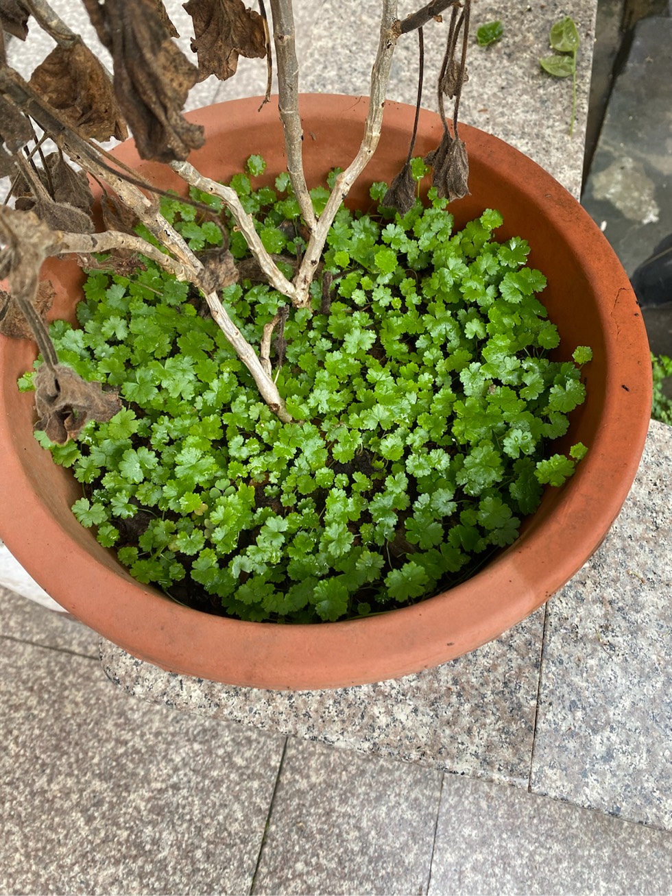 天胡荽天胡荽是金钱草吗