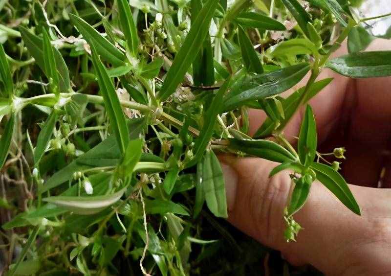 蛇舌草蛇舌草主治什么病