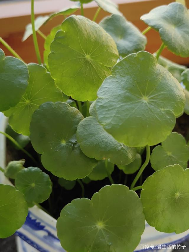 金钱草颗粒,金钱草