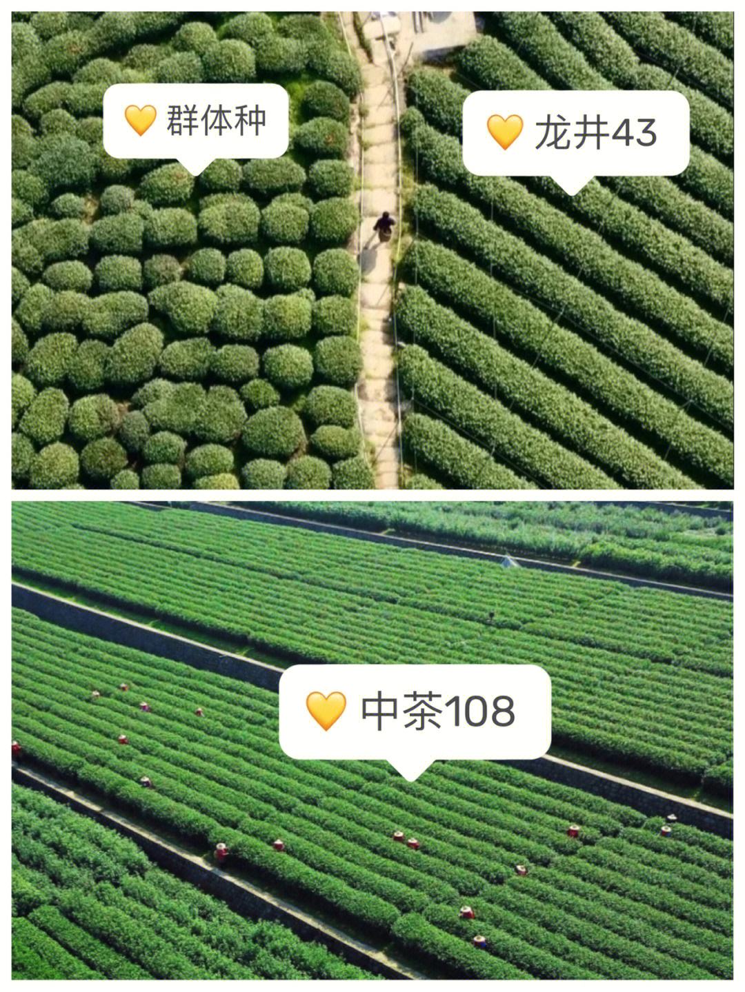 中茶108,中茶108品种介绍