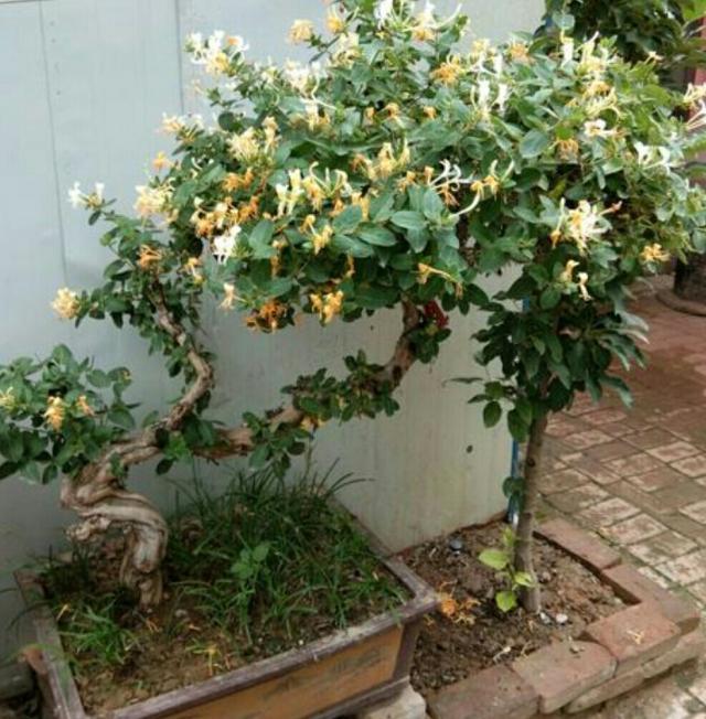金银花图片高清图片盆景,金银花图片大全真实图