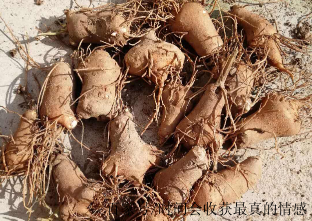 白术种植技术,白术种植技术与栽培管理