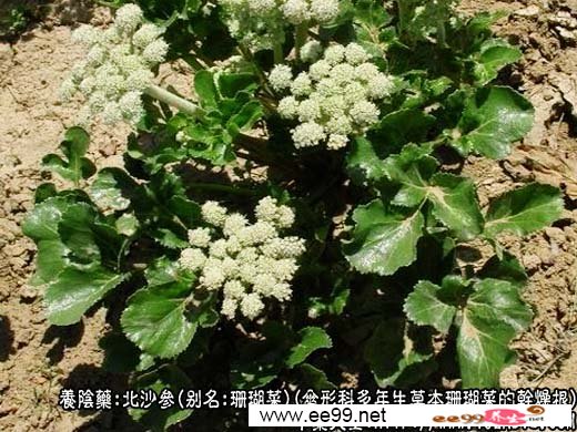 桔梗的功效与作用,北沙参的功效与作用