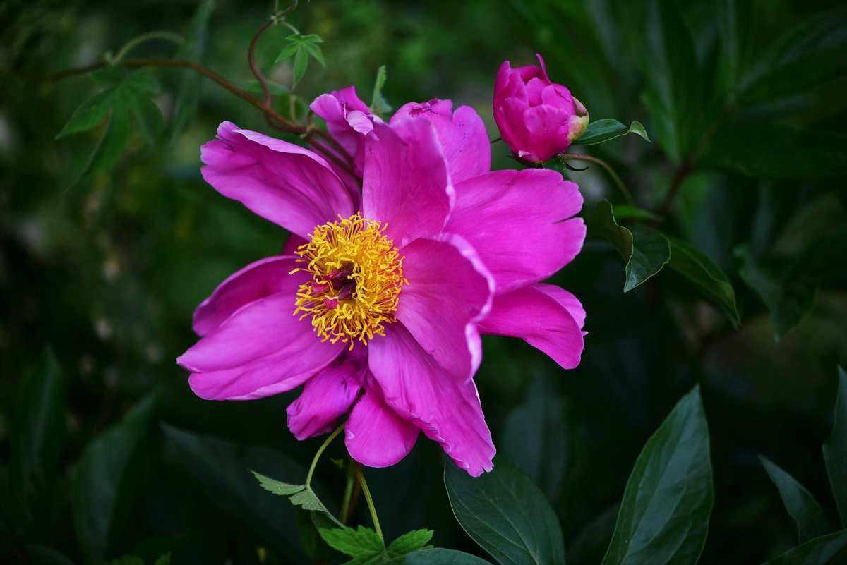 芍药价格芍药